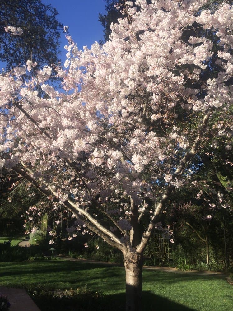 Mature flowering tree in full bloom, well-pruned and shaped, over a manicured lawn