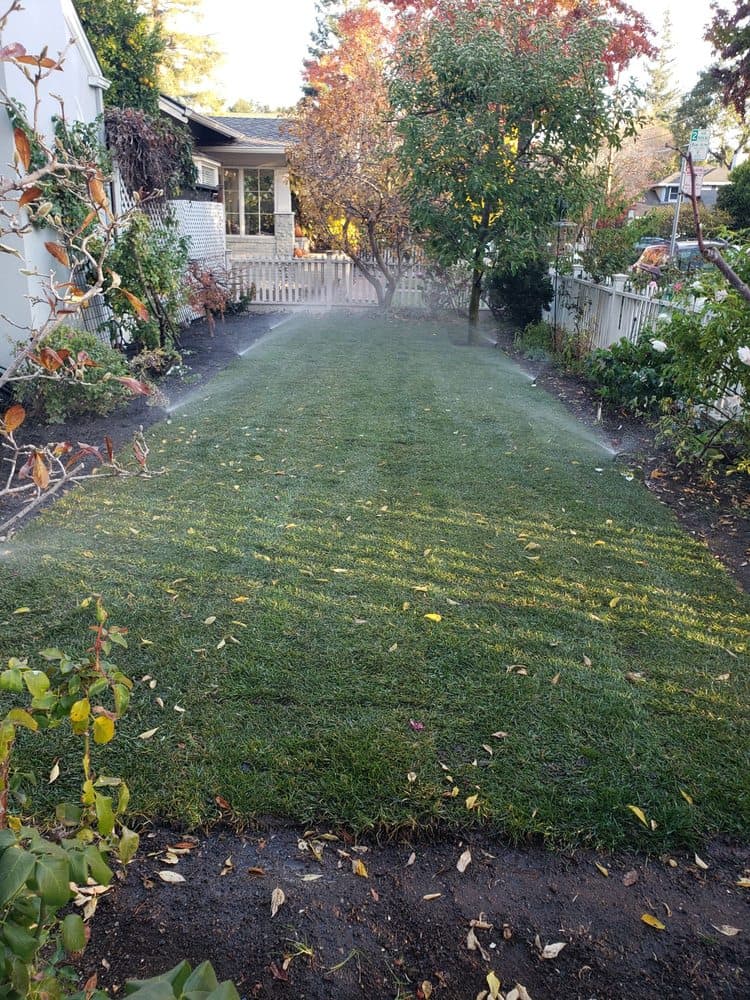 Pop-up sprinklers watering a freshly laid sod lawn between planting beds at a Bay Area home